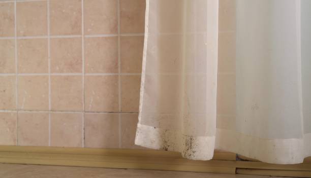Mold Odor Removal Services in Lawai, HI