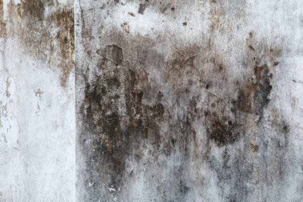 Asbestos and Lead Testing During Mold Inspection in Lawai, HI