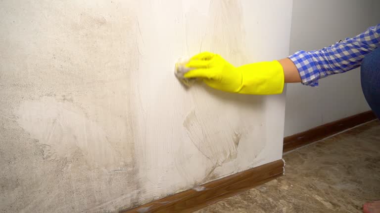 Best Mold Remediation for Rental Properties  in Lawai, HI