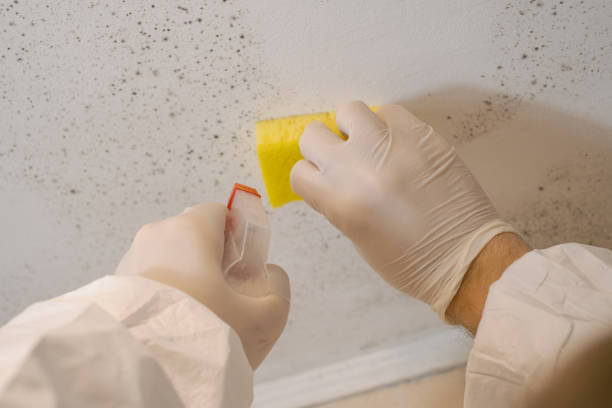 Best Emergency Mold Remediation  in Lawai, HI
