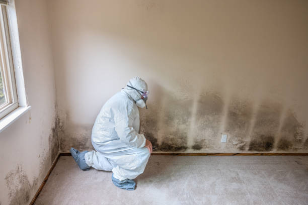 Best Airborne Mold Testing  in Lawai, HI