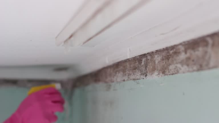 Best Forensic Mold Investigation  in Lawai, HI